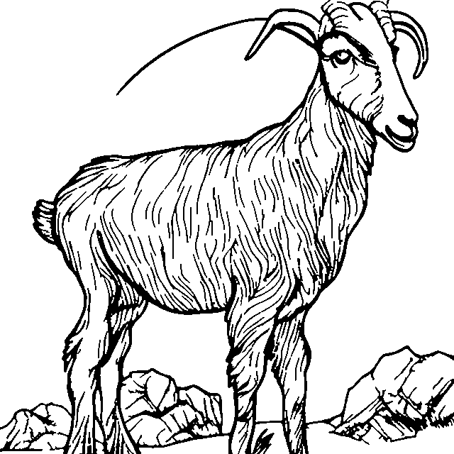 עז — דף צביעה להדפסה